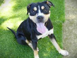 Shelter Stray Male Dog last seen Near BLOCK CAPITAL CIR SW, TALLAHASSEE FL 32310, 1125 Easterwood Dr, Tallahassee, FL 32311, USA