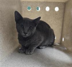 Shelter Stray Male Cat last seen Near BLOCK NEIL RD, RENO NV 89502, 2825 Longley Ln Suite A, Reno, NV 89502, USA