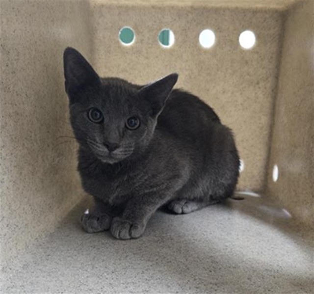 Shelter Stray Male Cat last seen Near BLOCK NEIL RD, RENO NV 89502, 2825 Longley Ln Suite A, Reno, NV 89502, USA