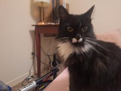 Found/Stray Male Cat last seen KSU, Kennesaw, GA 30144
