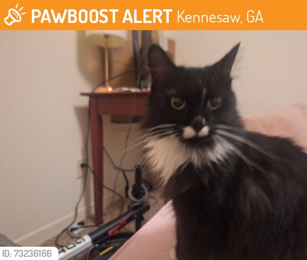 Found/Stray Male Cat last seen KSU, Kennesaw, GA 30144