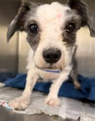 Shelter Stray Male Dog last seen STATE AND ESPLANADE, SAN JACINTO, 581 S Grand Ave, San Jacinto, CA 92582, USA