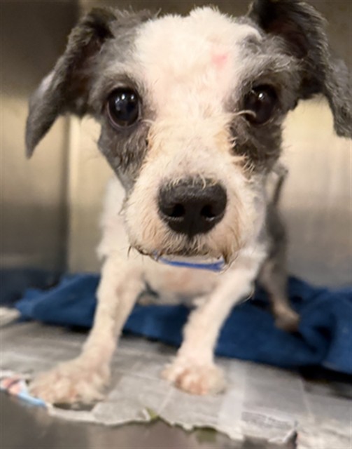 Shelter Stray Male Dog last seen STATE AND ESPLANADE, SAN JACINTO, 581 S Grand Ave, San Jacinto, CA 92582, USA