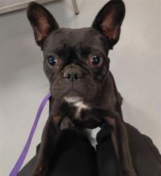 Shelter Stray Female Dog last seen S STATE ST/E THORNTON AVE, HEMET CA 92543, 581 S Grand Ave, San Jacinto, CA 92582, USA