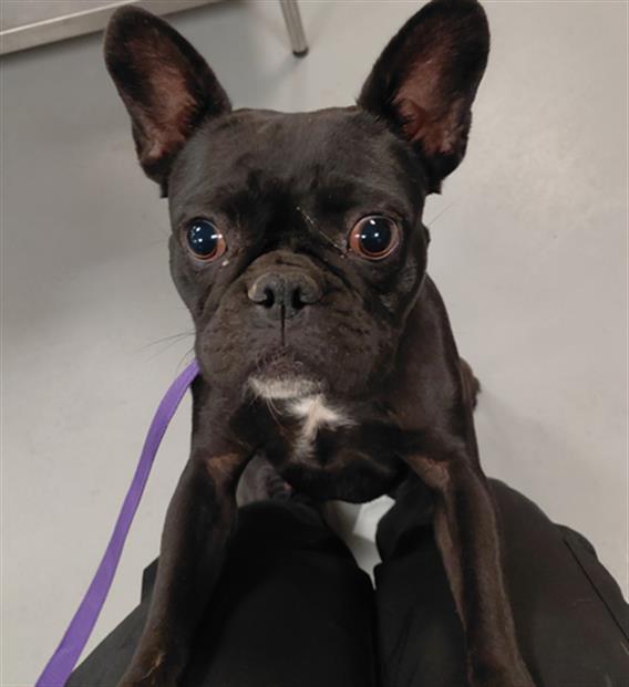Shelter Stray Female Dog last seen S STATE ST/E THORNTON AVE, HEMET CA 92543, 581 S Grand Ave, San Jacinto, CA 92582, USA