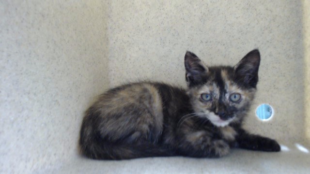 Shelter Stray Female Cat last seen , 11258 Garfield Ave, Downey, CA 90242, USA