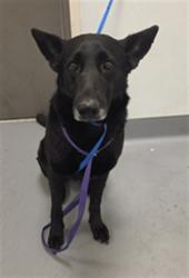 Shelter Stray Female Dog last seen Near BLOCK S STATE ST, HEMET CA 92543, 581 S Grand Ave, San Jacinto, CA 92582, USA