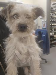 Shelter Stray Female Dog last seen Near BLOCK YUCCA AVE, NUEVO CA 92567, 581 S Grand Ave, San Jacinto, CA 92582, USA