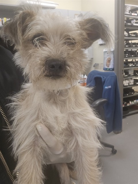 Shelter Stray Female Dog last seen Near BLOCK YUCCA AVE, NUEVO CA 92567, 581 S Grand Ave, San Jacinto, CA 92582, USA