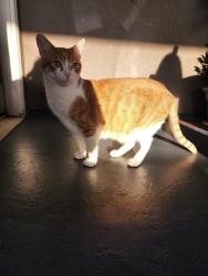Lost Male Cat last seen West D St and Beverly Square, Ontario, CA 91762