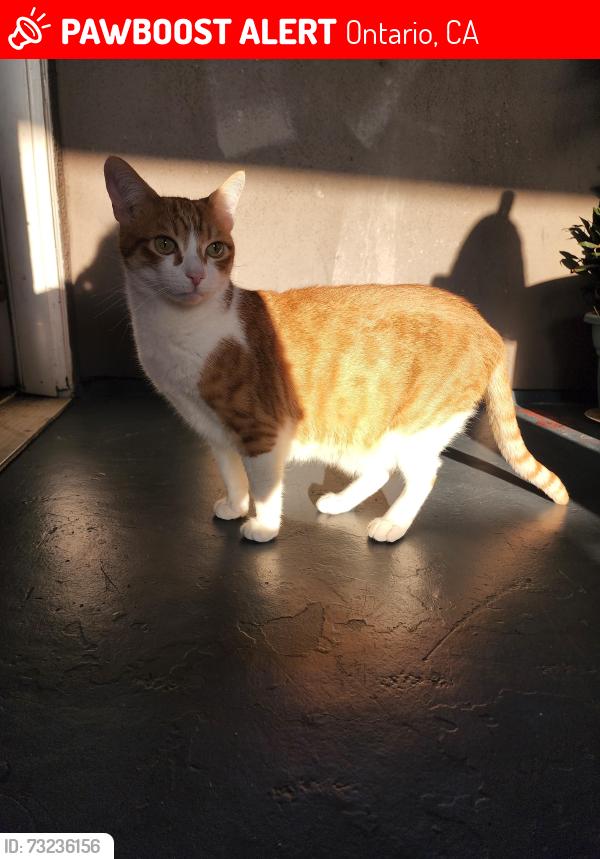 Lost Male Cat last seen West D St and Beverly Square, Ontario, CA 91762