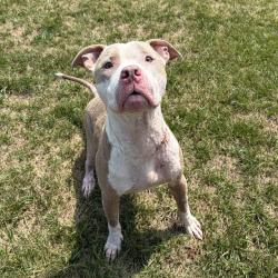 Shelter Stray Male Dog last seen Near, 2600 S Harding St, Indianapolis, IN 46221, USA