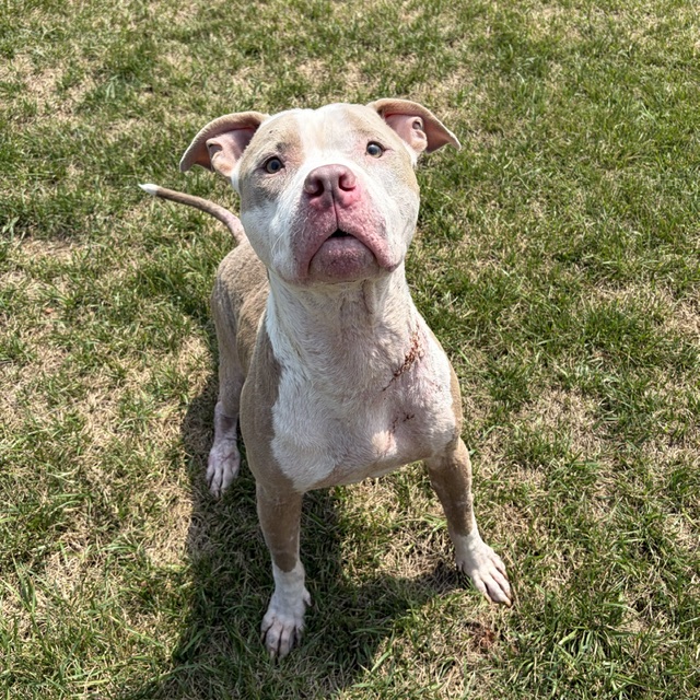 Shelter Stray Male Dog last seen Near, 2600 S Harding St, Indianapolis, IN 46221, USA