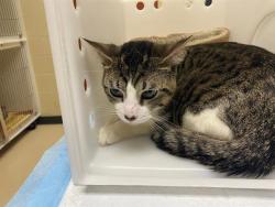 Shelter Stray Male Cat last seen Near BLOCK N 95TH ST, 3839 W Burnham St, West Milwaukee, WI 53215, USA