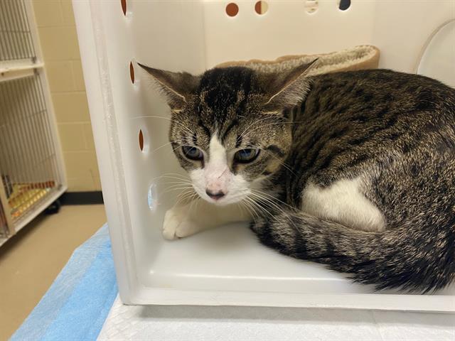 Shelter Stray Male Cat last seen Near BLOCK N 95TH ST, 3839 W Burnham St, West Milwaukee, WI 53215, USA