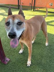 Shelter Stray Female Dog last seen LAS, 3599 NW 79th Ave, Doral, FL 33122, USA