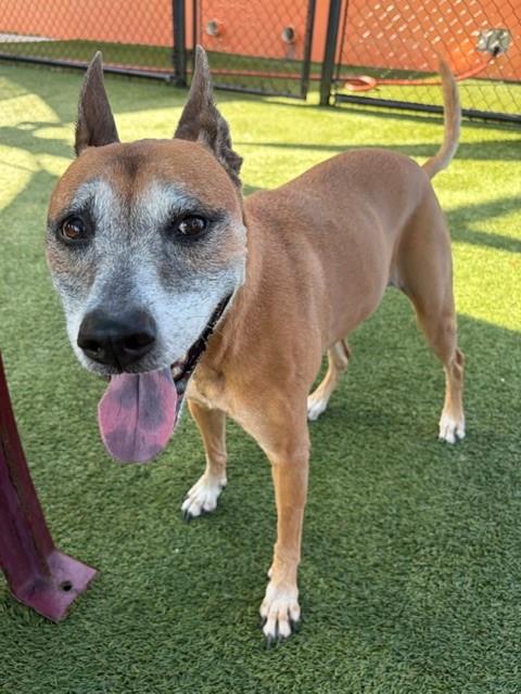 Shelter Stray Female Dog last seen LAS, 3599 NW 79th Ave, Doral, FL 33122, USA