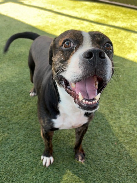 Shelter Stray Male Dog last seen Near BLOCK NW 23RD AVE, 3599 NW 79th Ave, Doral, FL 33122, USA