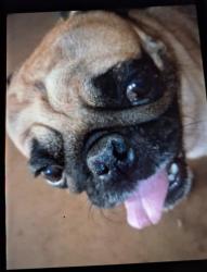 Lost Male Dog last seen Reservoir and 13th Street, Nuevo, CA 92567