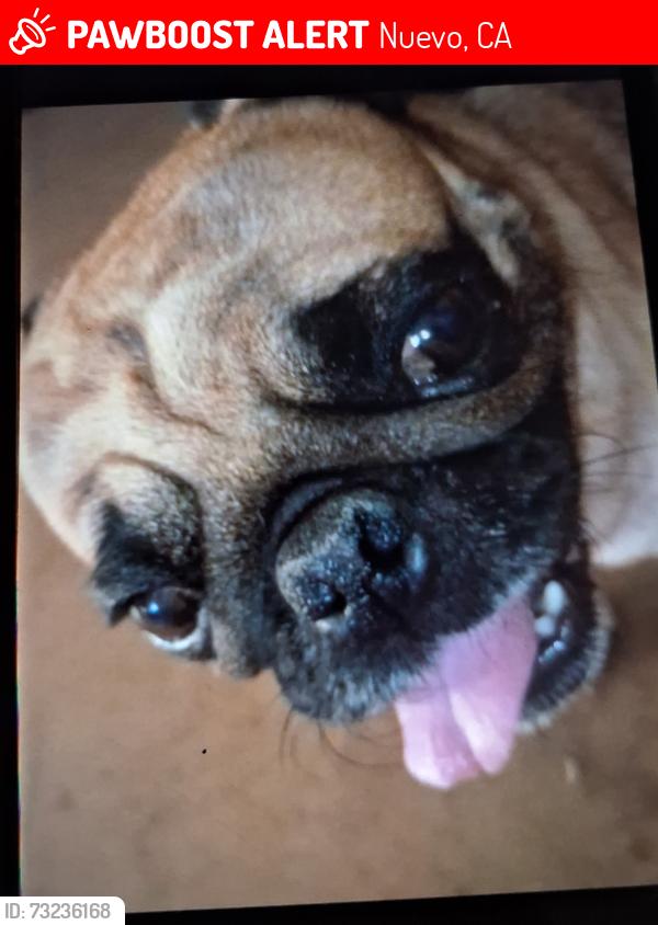 Lost Male Dog last seen Reservoir and 13th Street, Nuevo, CA 92567