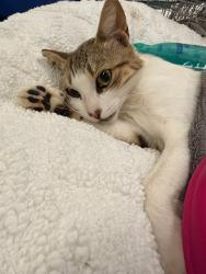 Shelter Stray Female Cat last seen Near BLOCK CARSON RD, RIVERSIDE CA 92506, 6851 Van Buren Boulevard, Jurupa Valley, CA 92509, USA