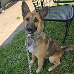 Shelter Stray Male Dog last seen Near BLK E. ARTESIA BLVD. LONG BEACH CA 90805, 7700 E Spring St, Long Beach, CA 90815, USA