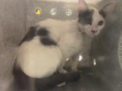Shelter Stray Unknown Cat last seen , 1850 W 60th St, Los Angeles, CA 90047, USA