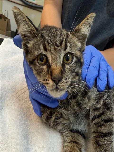 Shelter Stray Male Cat last seen , 1850 W 60th St, Los Angeles, CA 90047, USA