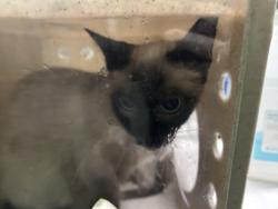Shelter Stray Female Cat last seen , 1850 W 60th St, Los Angeles, CA 90047, USA