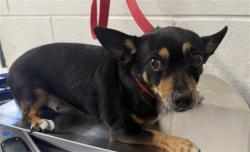Shelter Stray Female Dog last seen Near BLOCK E. 1ST ST., 333 Chandler Pl, San Bernardino, CA 92408, USA