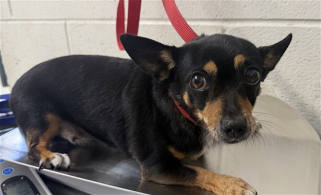 Shelter Stray Female Dog last seen Near BLOCK E. 1ST ST., 333 Chandler Pl, San Bernardino, CA 92408, USA