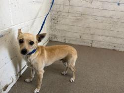 Shelter Stray Female Dog last seen Near BLOCK E. 1ST ST., 333 Chandler Pl, San Bernardino, CA 92408, USA