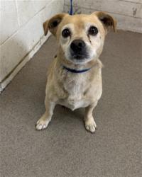 Shelter Stray Male Dog last seen Near BLOCK W POMONA AVE, 333 Chandler Pl, San Bernardino, CA 92408, USA