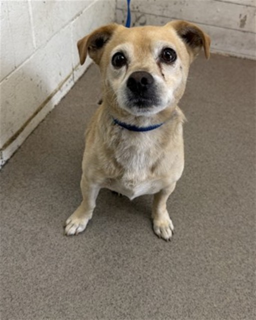 Shelter Stray Male Dog last seen Near BLOCK W POMONA AVE, 333 Chandler Pl, San Bernardino, CA 92408, USA