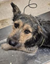Shelter Stray Male Dog last seen MULLER RD/S. VINELAND RD, BAKERSFIELD CA. 93307, 3951 Fruitvale Ave, Bakersfield, CA 93308, USA