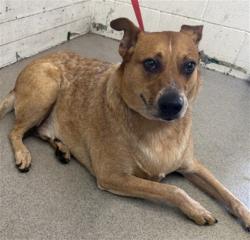 Shelter Stray Male Dog last seen Near BLOCK W 5TH ST, 333 Chandler Pl, San Bernardino, CA 92408, USA