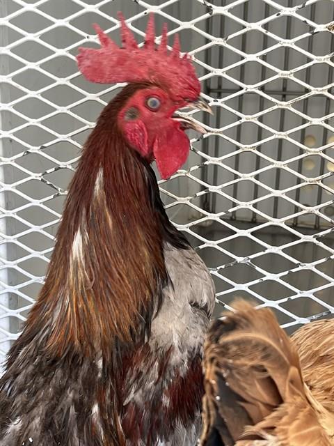 Shelter Stray Male Bird last seen Near BLOCK QUANTICO AVE, BAKERSFIELD CA 93307, 3951 Fruitvale Ave, Bakersfield, CA 93308, USA