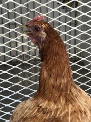 Shelter Stray Female Bird last seen Near BLOCK QUANTICO AVE, BAKERSFIELD CA 93307, 3951 Fruitvale Ave, Bakersfield, CA 93308, USA