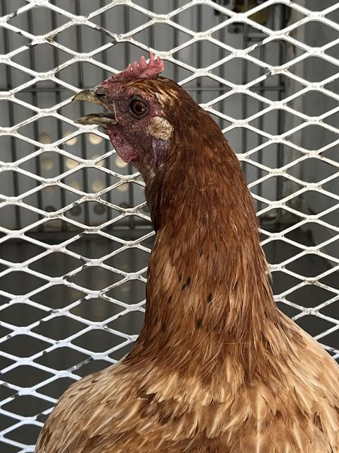 Shelter Stray Female Bird last seen Near BLOCK QUANTICO AVE, BAKERSFIELD CA 93307, 3951 Fruitvale Ave, Bakersfield, CA 93308, USA
