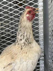 Shelter Stray Female Bird last seen Near BLOCK QUANTICO AVE, BAKERSFIELD CA 93307, 3951 Fruitvale Ave, Bakersfield, CA 93308, USA