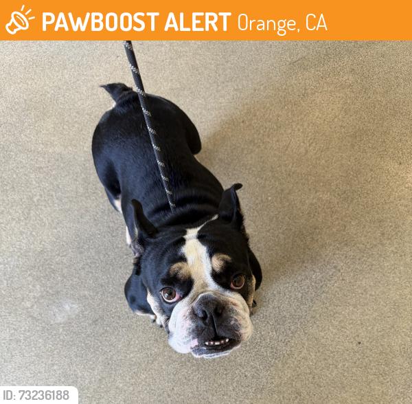 Found/Stray Female Dog last seen Chapman and Olive - Orange Circle, Orange, CA 92866