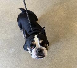 Found/Stray Female Dog last seen Chapman and Olive - Orange Circle, Orange, CA 92866