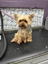Reunited Male Dog last seen Hayes Lane, Pasco, WA 99301