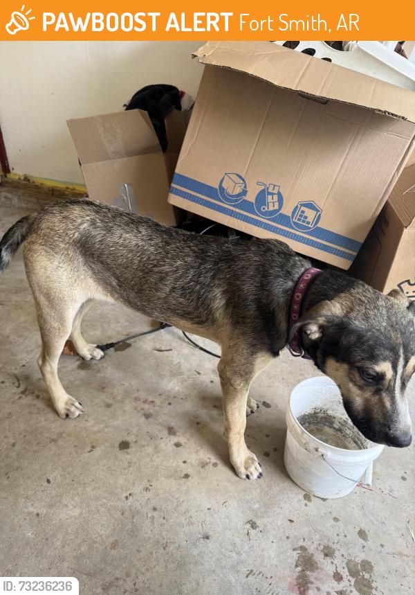 Found/Stray Male Dog last seen Ramsey Middle School, Fort Smith, AR 72901