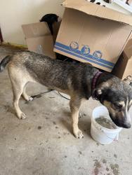 Found/Stray Male Dog last seen Ramsey Middle School, Fort Smith, AR 72901