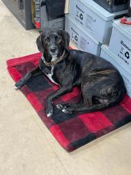 Lost Male Dog last seen Lumber lost road Lancaster /weems va, Weems, VA 22576