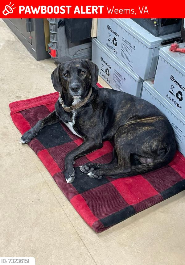 Lost Male Dog last seen Lumber lost road Lancaster /weems va, Weems, VA 22576