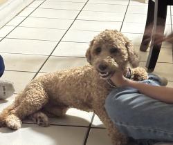 Lost Male Dog last seen Close to Northlake, West Palm Beach, FL 33403