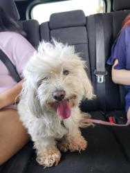 Reunited Female Dog last seen 14th st and Marshall Ln, Grand Prairie, TX 75050