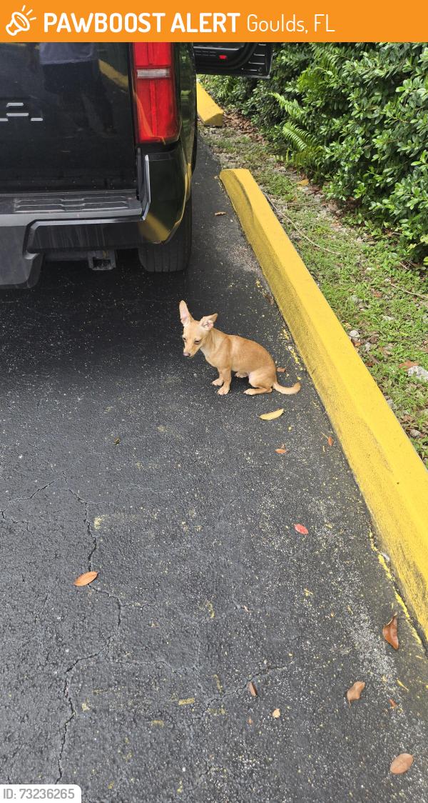 Found/Stray Female Dog last seen Sw 216st and us1, Goulds, FL 33189